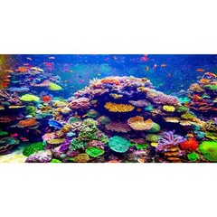 AWERT Undersea Theme Aquarium Background 36×18 inches Polyester Background Co…