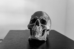 Large Skull Model