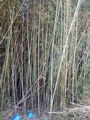 10 Bamboo 12″ Poles Variety Sizes Tiki Luau Home Art Decorations Rough Cut 1′