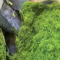 Green Fake Moss DIY Crafts Grass Artificial Moss Faux Preserved Moss Green Plant