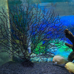 Realistic Artificial Coral Aquarium Decoration Colorful Fish Tank Plant Ornament