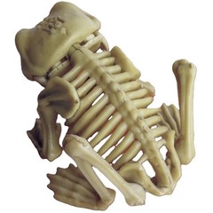 5in Fake Dead Pet FROG SKELETON BONES Amphibian Reptile Tropical Prop Decoration