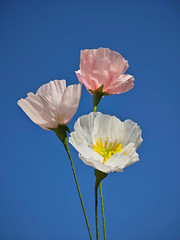 Crepe Paper Flower DIY Making Kit, Icelandic Poppy, Assorted Colors Blush Pink C