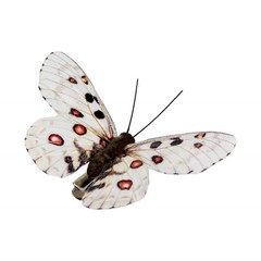 YCHTEWY-Feather Fake Butterfly for Craft Decoration Set of 12 with A, A Clip