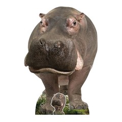 Hippopotamus Animal Cardboard Cutout 133cm Tall with Free Mini Standee Wildlife