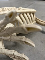 Halloween Skeleton VULTURE Buzzard Bird Animal Decorations Realistic Bones Prop