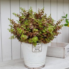 alyptus Artificial Fall Leaves Plant – 8PCS Outdoor Fake Greenery