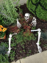 Realistic Halloween Skeleton Head & Hand Stakes Outdoor Garden Lawn Decoration