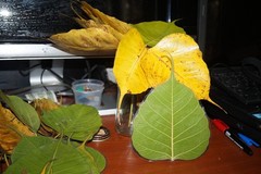 5 Preserved Green Dried Bodhi Leaves, originated from The Sacred Bodhi Tree