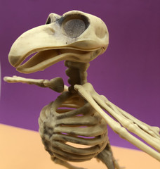 CROW SKELETON BIRD Poseable Wings & Jaw Prop Decoration 7.25″ Distressed