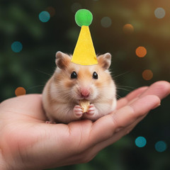 12 Pcs Mini Party Hats for Stuffed Animals Adjustable Cone Hats Birthday Party H