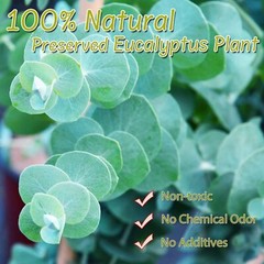 3200preserved Real Eucalyptus Leaves Small Pure Natural Bulk Eucalyptus Biodegra