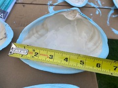 Jumbo Shells Gender Reveal , Baby Shower , Decor , Centerpiece, Blue (6)
