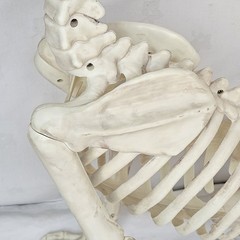 Large Crazy Bonez Skeleton Wolf Halloween Decoration Poseable Static Display Pro