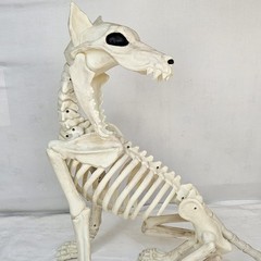 Large Crazy Bonez Skeleton Wolf Halloween Decoration Poseable Static Display Pro
