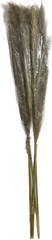 Real Natural Gray Dried Jumbo Reed 48″ Tall 3/6/12 pc bundles