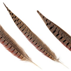 20pcs Male Pheasant Feather Natural Ringneck Tails Feathers 12-14inch 30-35cm…