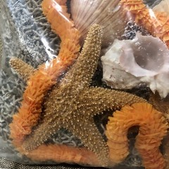 Sea Island Luau Decor Beach Theme Netting Shells Sea Stars