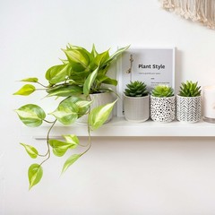 Kurrajong Farmhouse Artificial Succulents in 4.75″ high, Black White Green