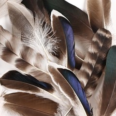 Daieeparty 15pcs Pheasant Feathers 5-8inch Natural Craft Feather for Home Dec…