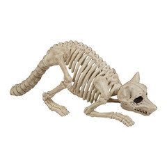 7 3/4″ Raccoon Skeleton Plastic Outdoor Halloween Decoration – Seasons