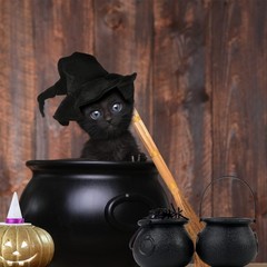 Enchanting 72-Piece Witch Party Kit: Cauldrons, Hats & Spiders for Halloween
