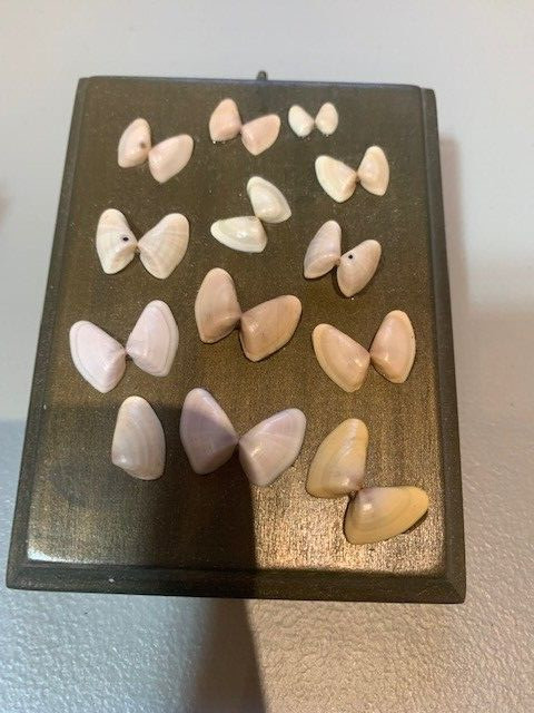 Sea Shells Wall Hanging Mounted on Olive Green Wood New
