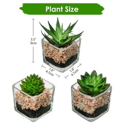 Briful Set of 3 Succulents Plants 3 to 5.1 inches tall, #01