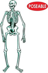 Durable Jointed Skeleton for Halloween – 55 Inch Poseable Decoration for Parties