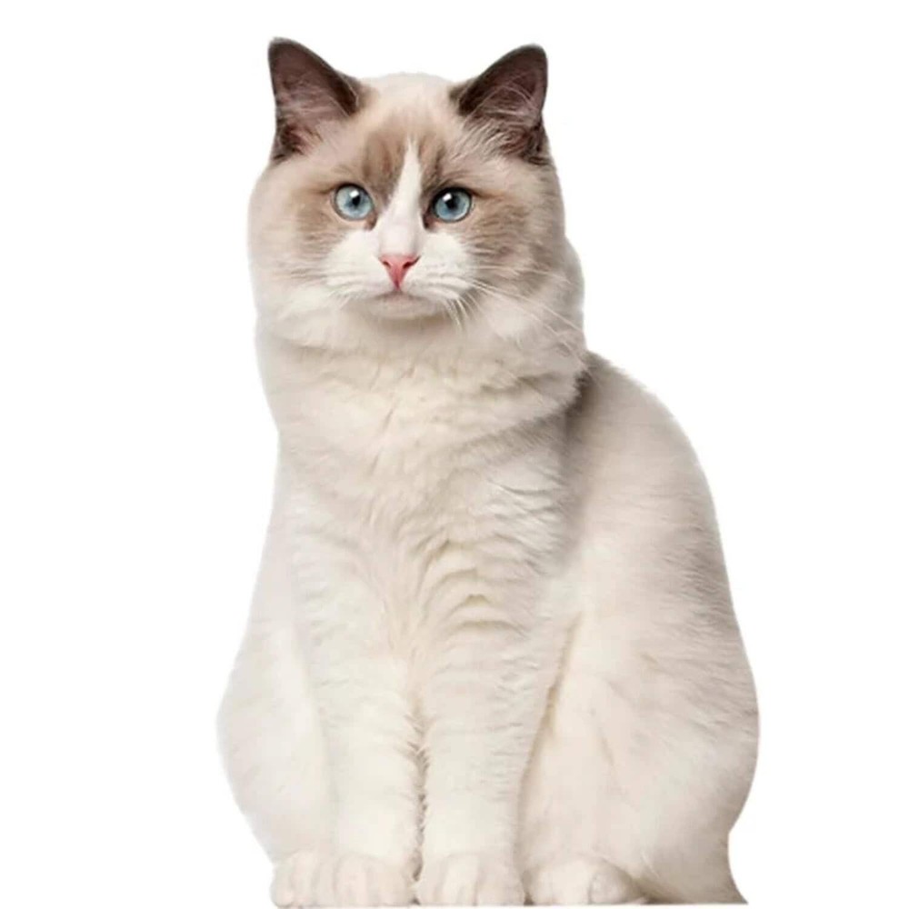 aahs!! Engraving Cardboard Cutouts (Ragdoll Cat)