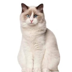 aahs!! Engraving Cardboard Cutouts (Ragdoll Cat)