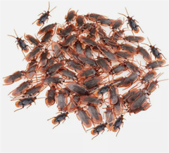 10Pcs Fake Roaches Realistic Plastic Roach Bugs Fake Cockroaches Insect USA