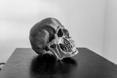 Large Skull Model