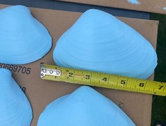 Jumbo Shells Gender Reveal , Baby Shower , Decor , Centerpiece, Blue (6)