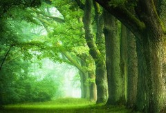 Forest Tree Tropical Rainforest Jungle Backdrop Party Photo Background Banner