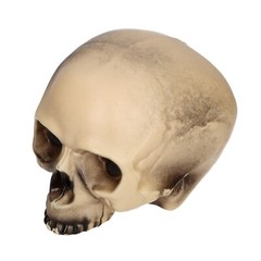 Replica Realistic Human Skull Gothic Halloween Decoration Prop 20cm JAWLESS
