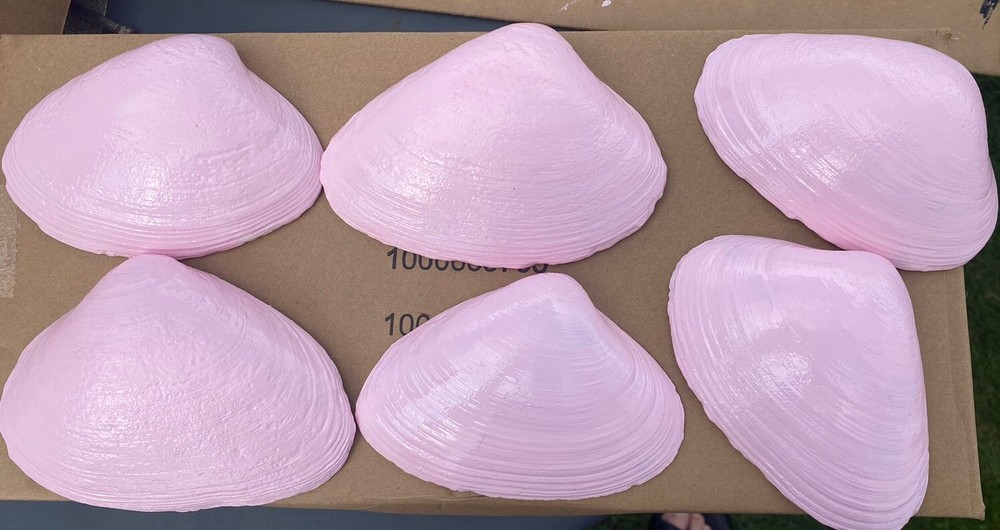 Jumbo Shells Gender Reveal , Baby Shower , Decor , Centerpiece, Craft Pink (6)