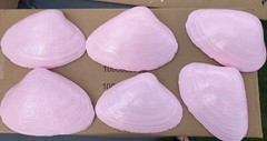 Jumbo Shells Gender Reveal , Baby Shower , Decor , Centerpiece, Craft Pink (6)