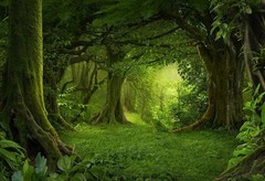 Forest Tree Tropical Rainforest Jungle Backdrop Party Photo Background Banner