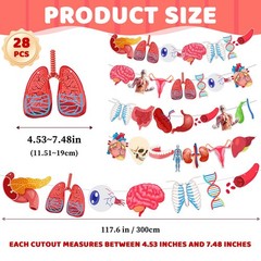 4 Strings 28 Pcs Anatomy Themed Hanging Banner, Human Body Parts Multi Color