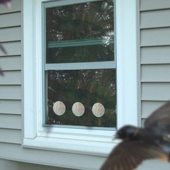 Anti Collision Window Stickers for Birds, 20 Count (Pack of 1), Multicolor