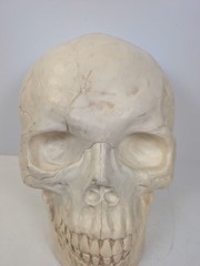 large Plastic Skull Head Scary Prop Skeleton 47cm L X 33CM W X 38CM D