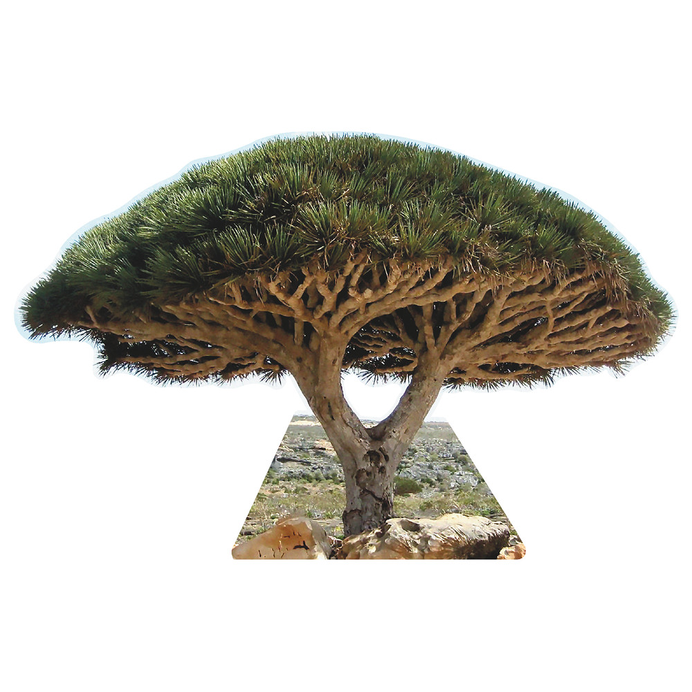 SP12628 Socotra Dragon Blood Tree Famous Trees Cardboard Cutout Standee Standup