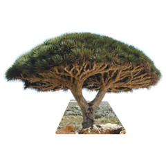 SP12628 Socotra Dragon Blood Tree Famous Trees Cardboard Cutout Standee Standup