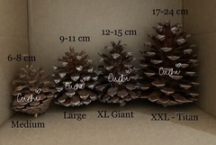5 PCS Natural Pine Cones (Medium) 5 to 8cm FOR ALL SEASONS