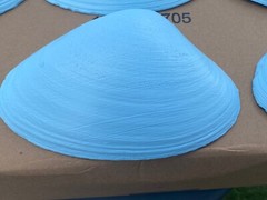 Jumbo Shells Gender Reveal , Baby Shower , Decor , Centerpiece, Blue (6)