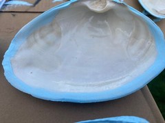 Jumbo Shells Gender Reveal , Baby Shower , Decor , Centerpiece, Blue (6)