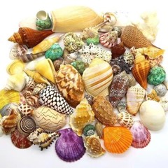 Natural Sea Shells Conch Fish Tank Aquarium Landscape Ornament Home Decor DIY
