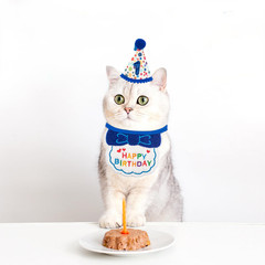 Cat Birthday Party Supplies, Blue Cat Kitten Birthday Bandana With Number Hat, C