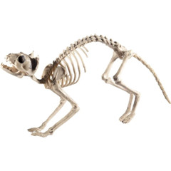 Halloween Human Animal Skeleton Crazy Bones Posable Party Props Decoration New